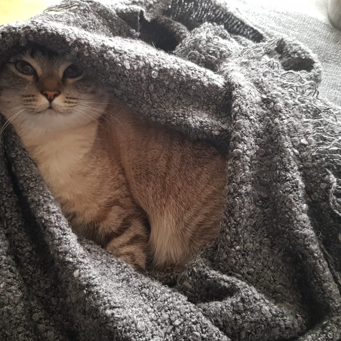 Treating Your Cats Like Family
