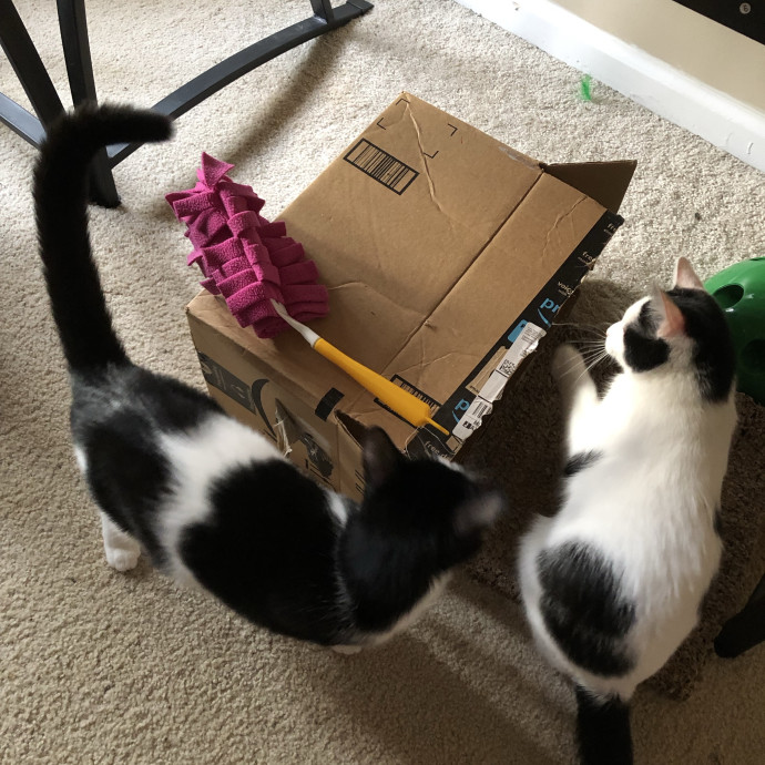 Treating Your Cats Like Family photo 3