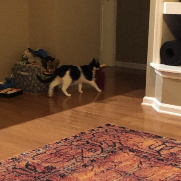 Treating Your Cats Like Family photo 2