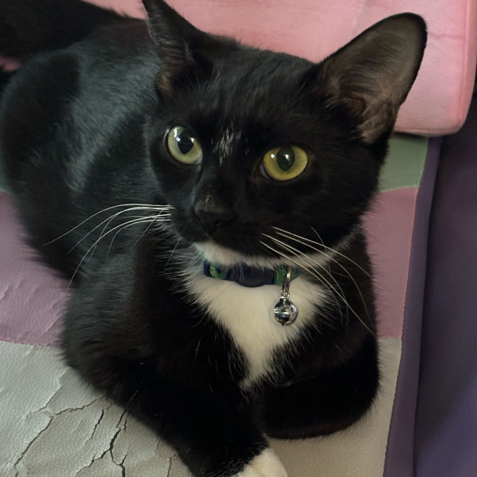 Amanda Loves Your Cat