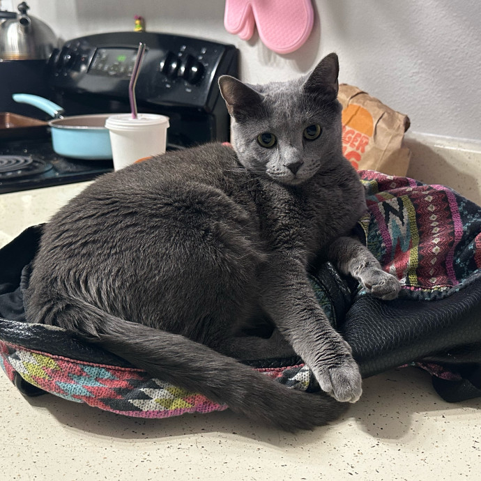 Amanda Loves Your Cat photo 3