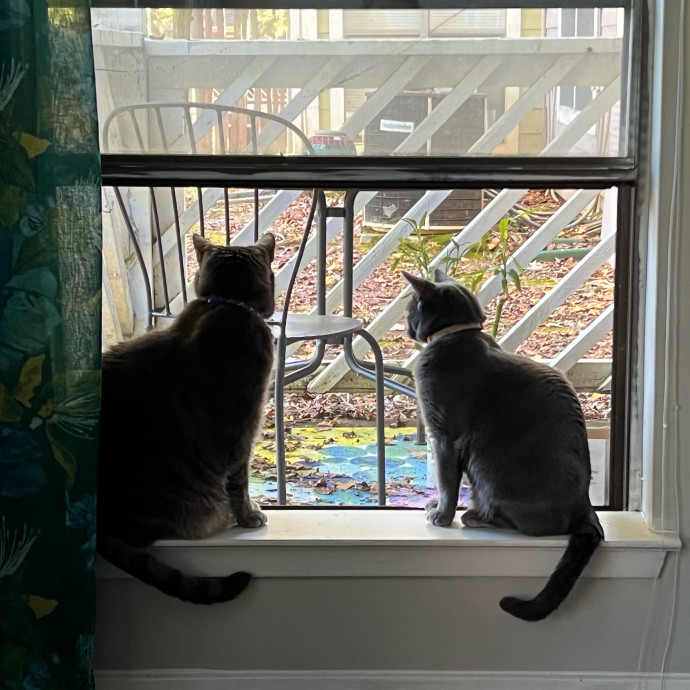 Amanda Loves Your Cat photo 2