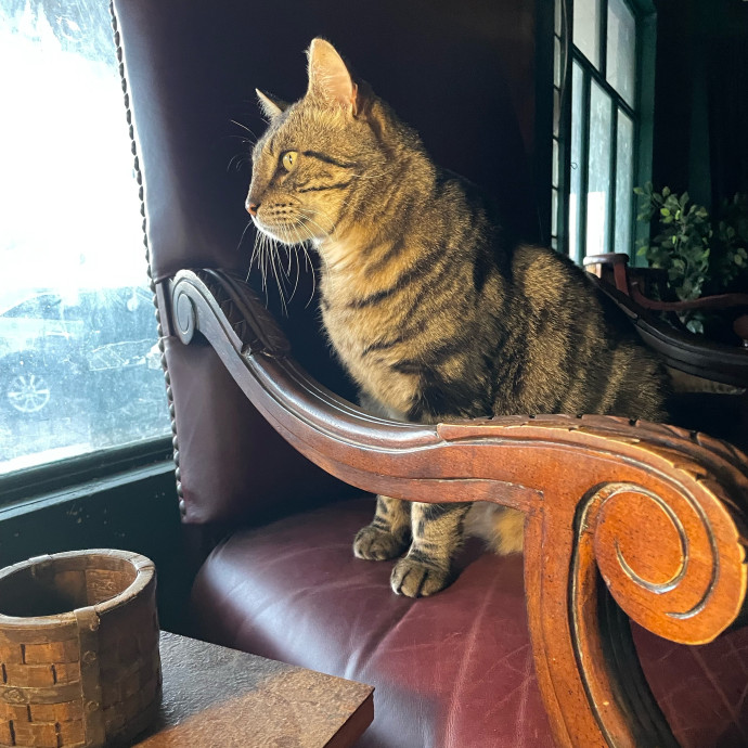 Meowgical Paradise Cat Care Ffcp