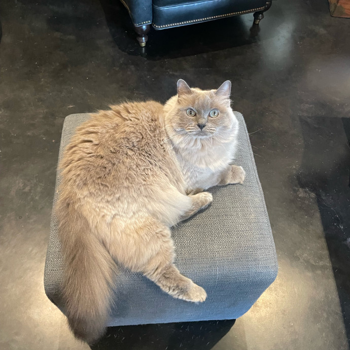Meowgical Paradise Cat Care Ffcp