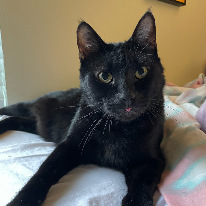Meowgical Paradise Cat Care Ffcp