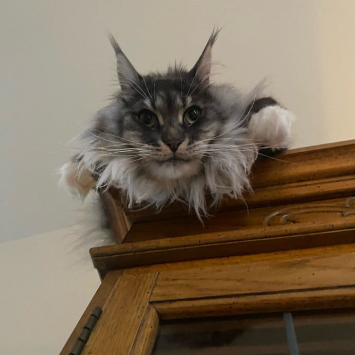 Meowgical Paradise Cat Care Ffcp photo 3