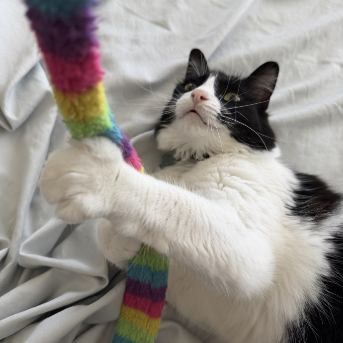 Meowgical Paradise Cat Care Ffcp photo 2