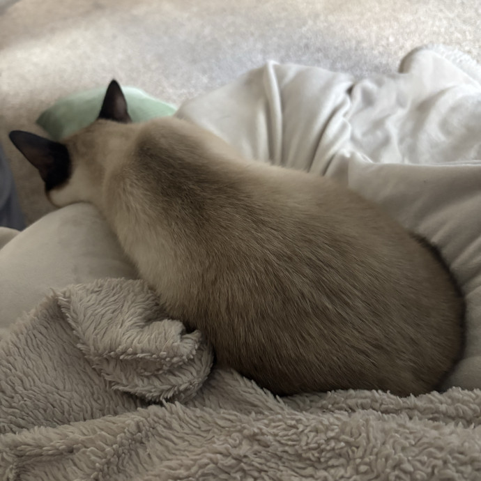 Carissa's Cat Care