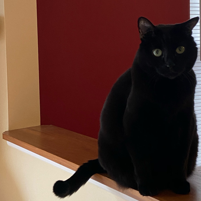 Previous Veterinary Technician