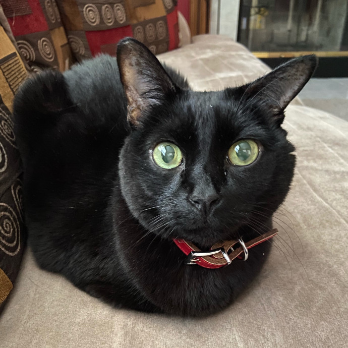 Previous Veterinary Technician