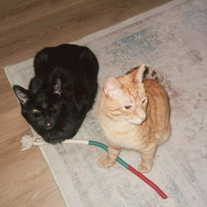 Loving Care From Your Local Cat Pal