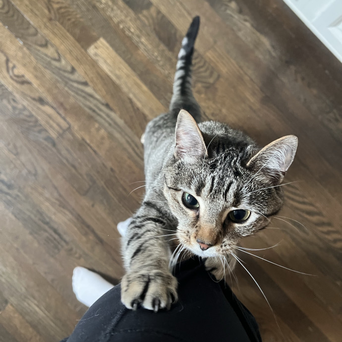 Loving Care From Your Local Cat Pal