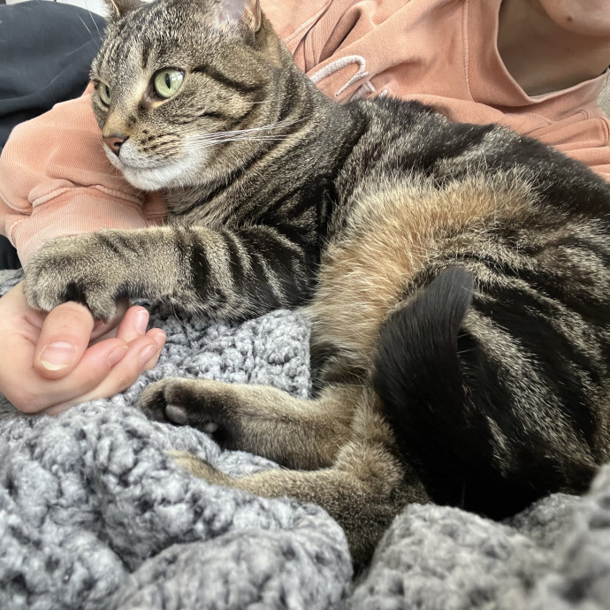 Loving Care From Your Local Cat Pal