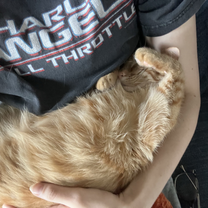 Loving Care From Your Local Cat Pal