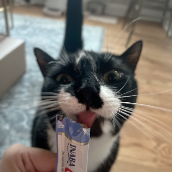 Loving Care From Your Local Cat Pal
