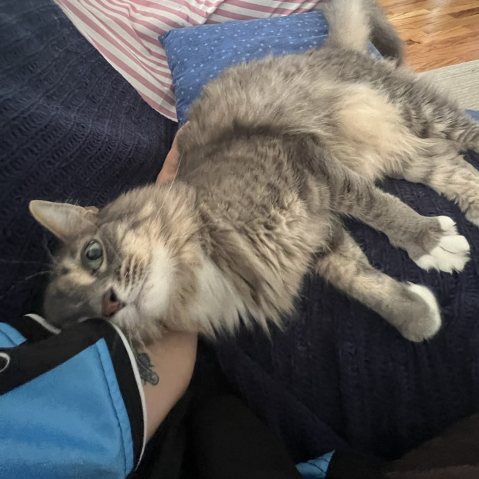 Loving Care From Your Local Cat Pal