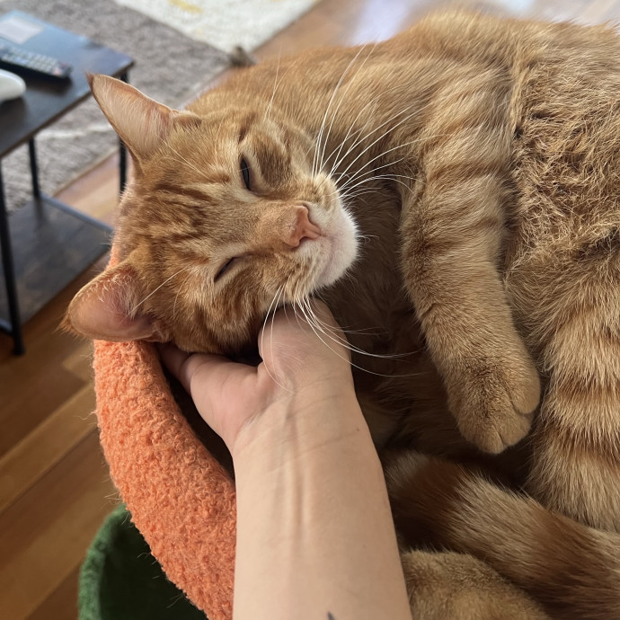 Loving Care From Your Local Cat Pal
