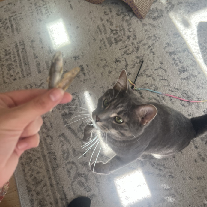 Loving Care From Your Local Cat Pal