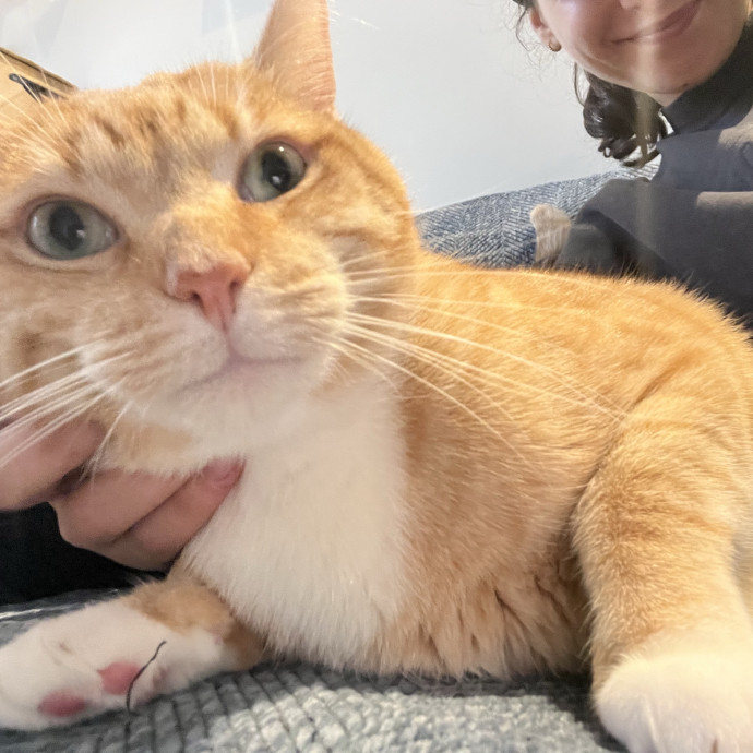 Loving Care From Your Local Cat Pal