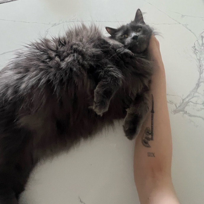 Loving Care From Your Local Cat Pal