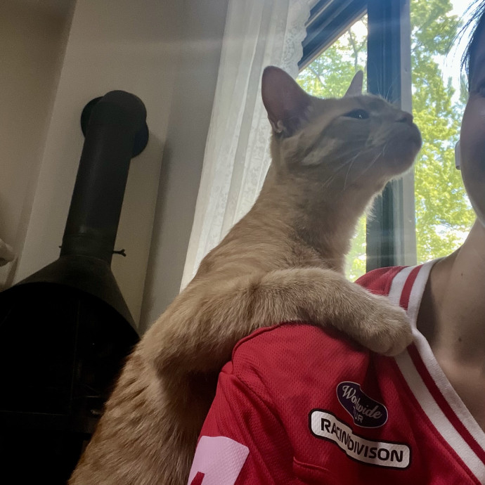 Loving Care From Your Local Cat Pal photo 3
