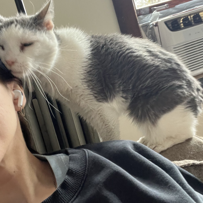 Loving Care From Your Local Cat Pal photo 2