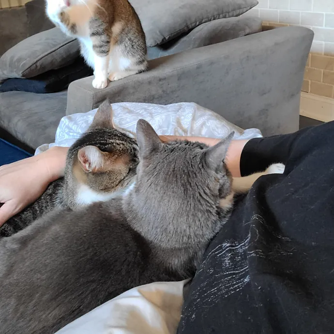 Dobby's Den For Grimalkins