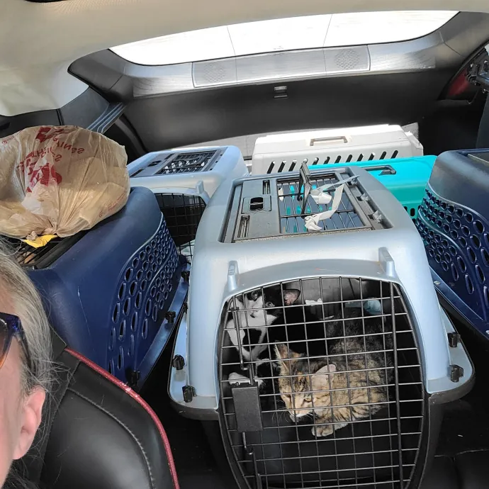 Dobby's Den For Grimalkins