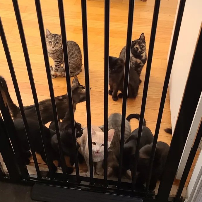 Dobby's Den For Grimalkins