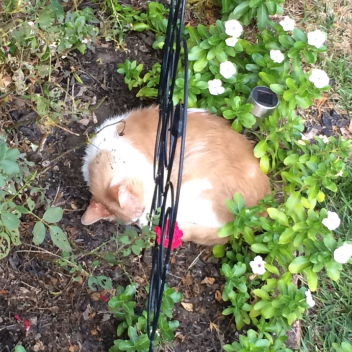 Kaylee's Cat-Sitting photo 3