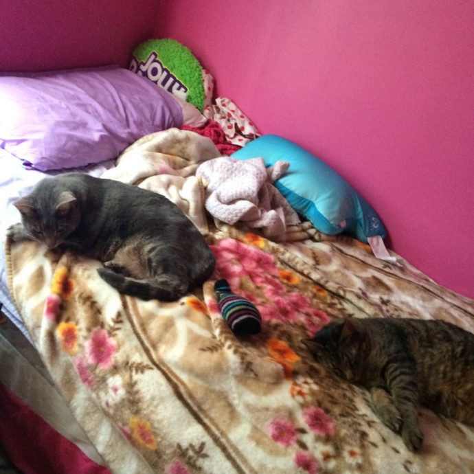 Kaylee's Cat-Sitting photo 2