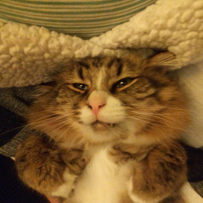 Delighted To Meet Your Kitty