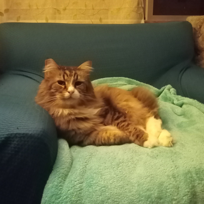 Delighted To Meet Your Kitty