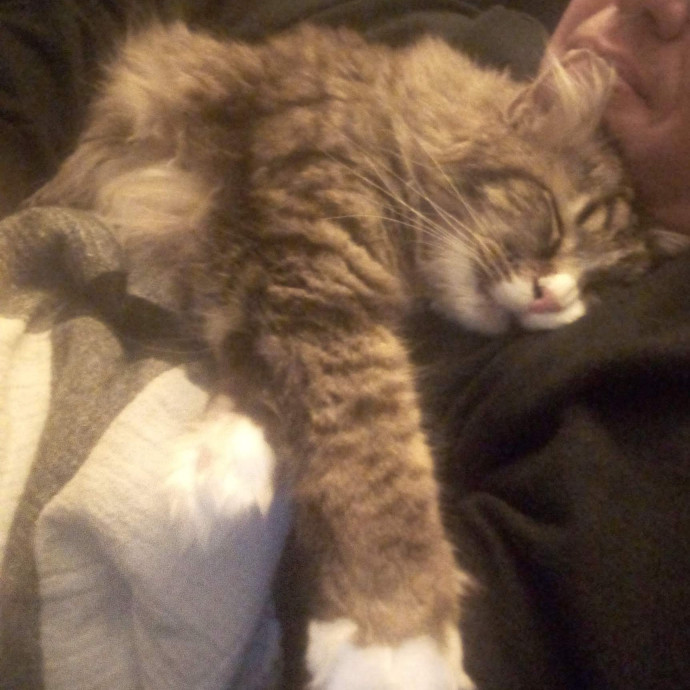 Delighted To Meet Your Kitty
