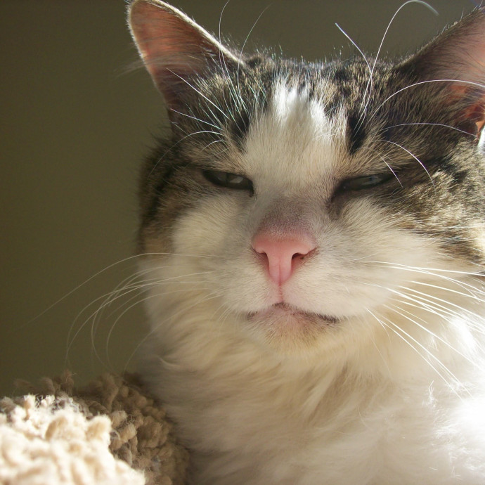 Delighted To Meet Your Kitty photo 3