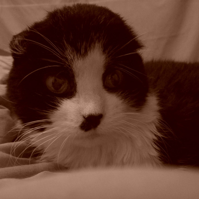 Delighted To Meet Your Kitty photo 2