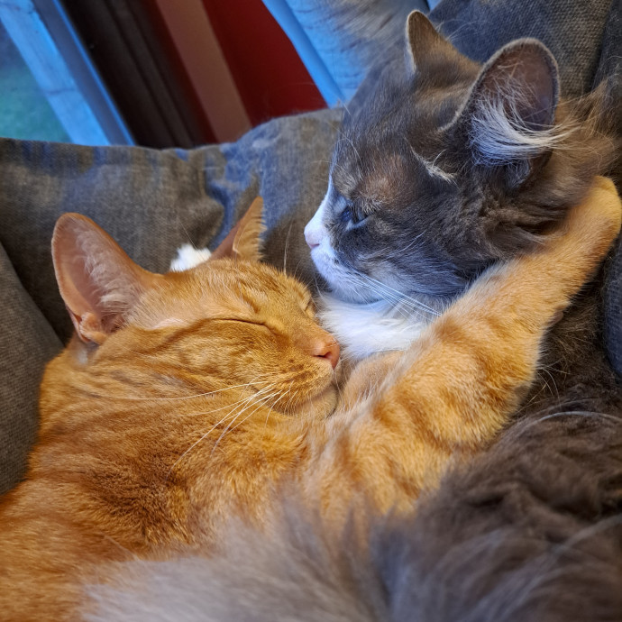 Cat Whisperer photo 3