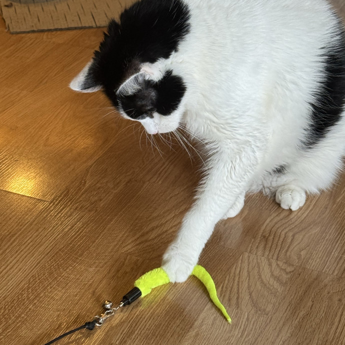 Your Cat's Best Pal