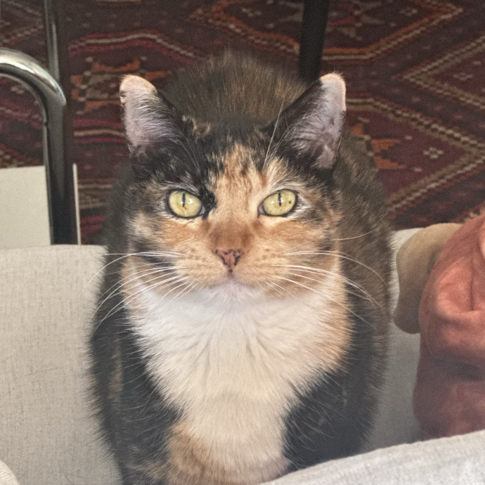 Your Cat's Best Pal