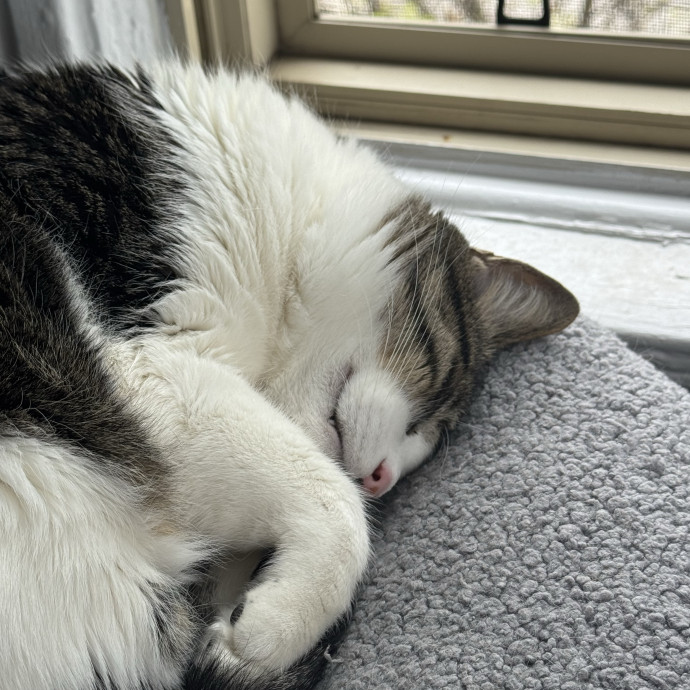 Your Cat's Best Pal