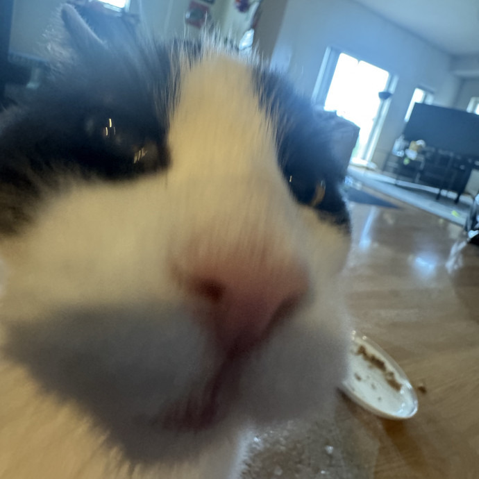 Your Cat's Best Pal