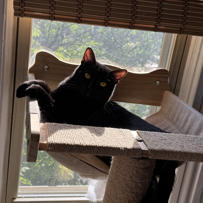 Your Cat's Best Pal