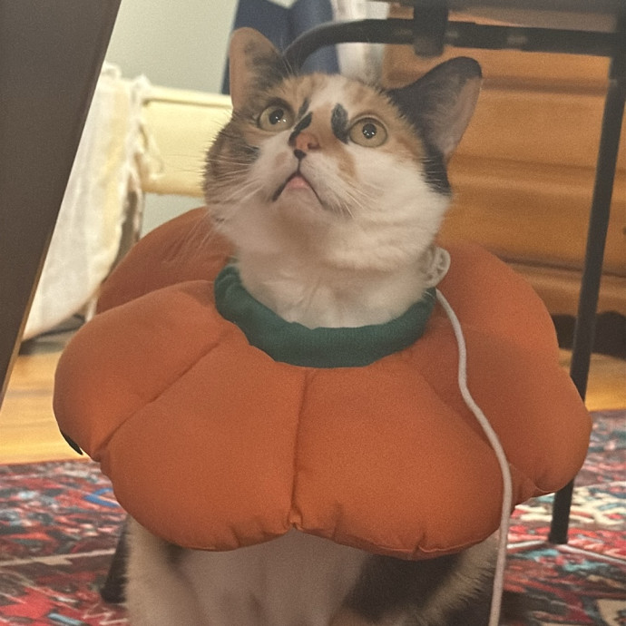 Your Cat's Best Pal