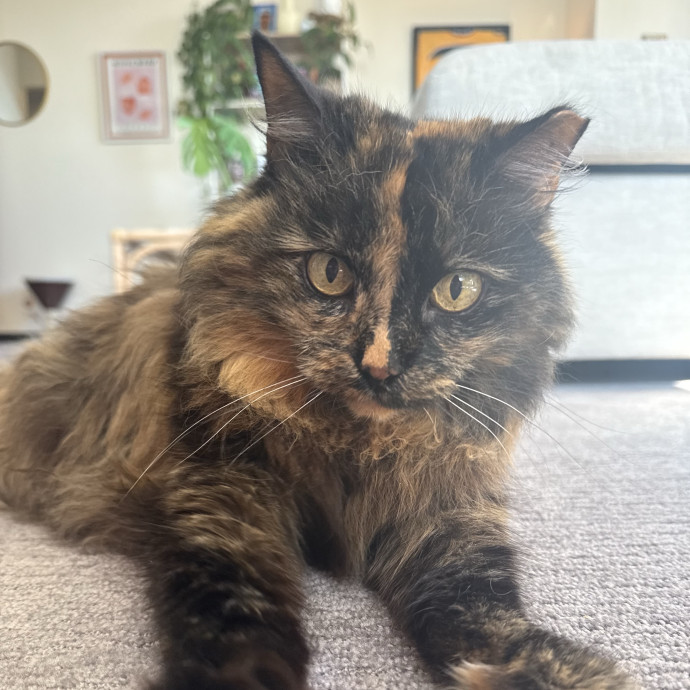 Your Cat's Best Pal