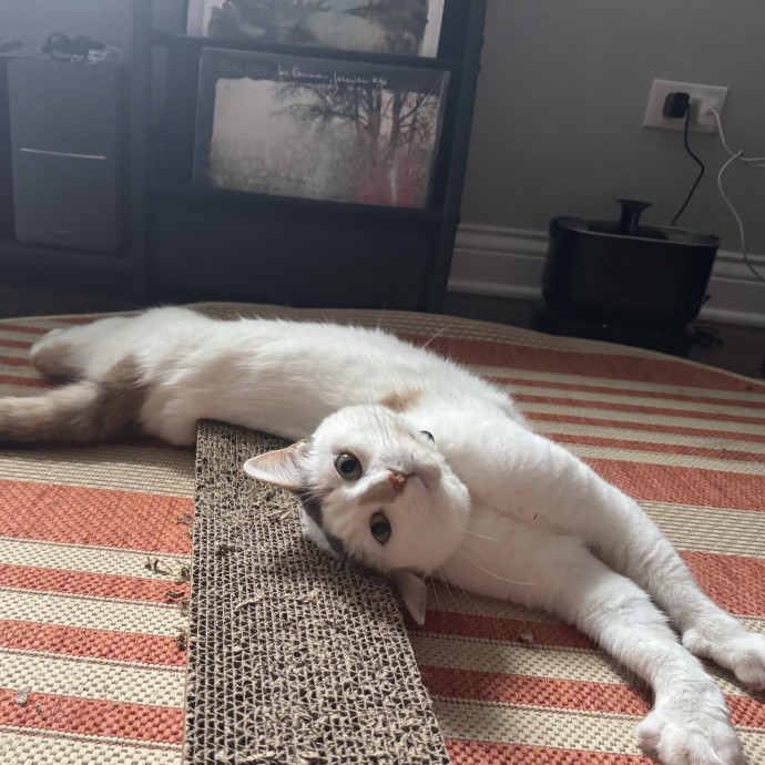 Your Cat's Best Pal
