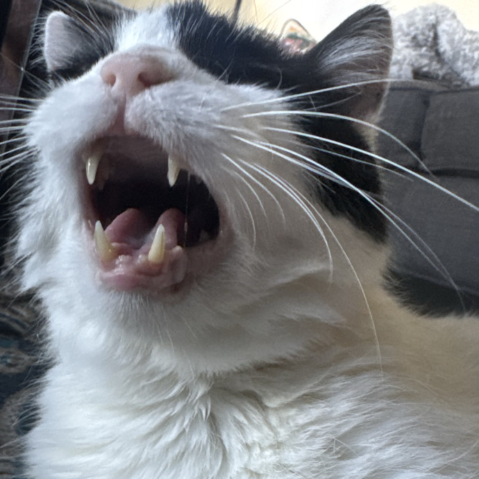 Your Cat's Best Pal