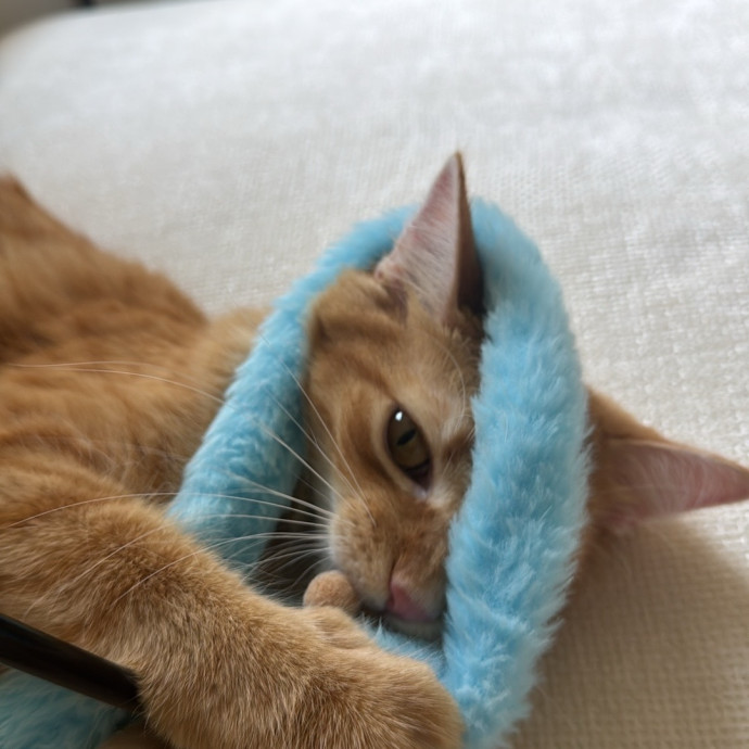 Your Cat's Best Pal