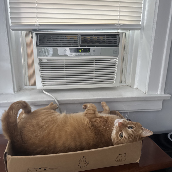 Your Cat's Best Pal
