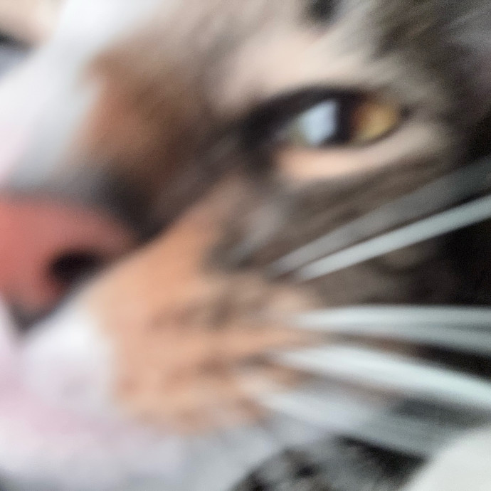Your Cat's Best Pal