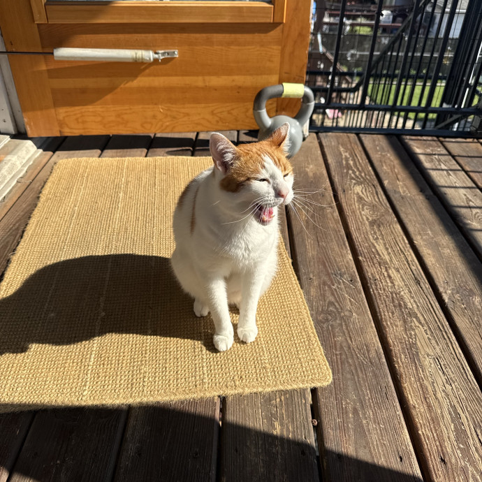 Your Cat's Best Pal